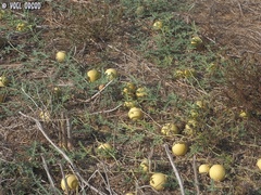 Citrullus colocynthis