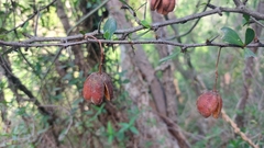 Putterlickia verrucosa