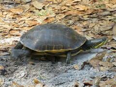 Deirochelys reticularia chrysea