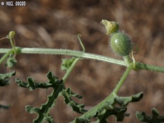 Citrullus colocynthis