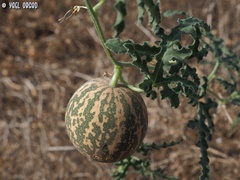 Citrullus colocynthis
