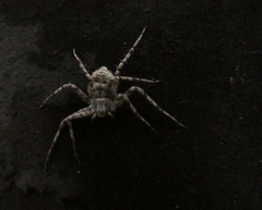 Philodromus