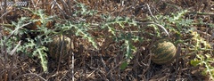 Citrullus colocynthis