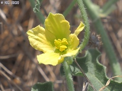 Citrullus colocynthis