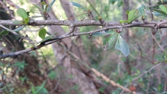 Putterlickia verrucosa