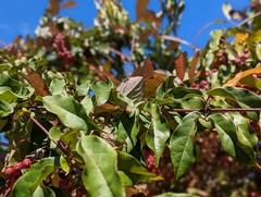 Bignonia capreolata