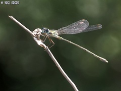Chalcolestes parvidens