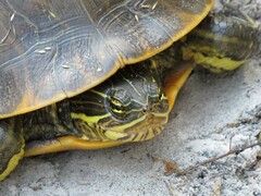 Deirochelys reticularia chrysea