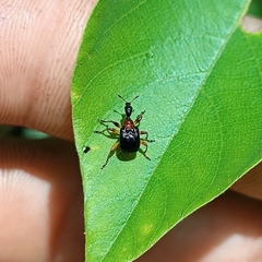 Paracycnotrachelus collaris