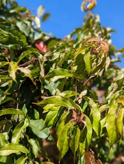 Bignonia capreolata