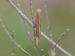 Agriphila tristella