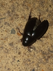 Hydrophilus