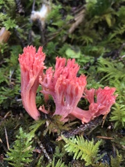 Ramaria araiospora