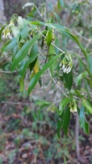 Coptosperma supra-axillare