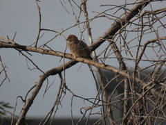 Amadina erythrocephala