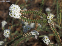 Heliotropium suaveolens