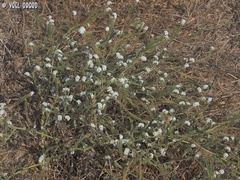 Heliotropium suaveolens
