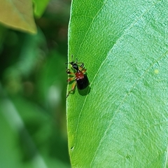 Paracycnotrachelus collaris
