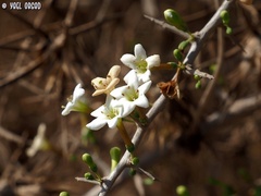 Lycium schweinfurthii