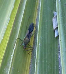 Zelus renardii