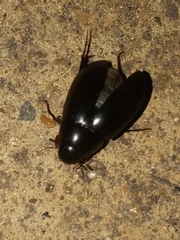 Hydrophilus