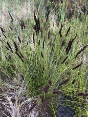 Elegia tectorum