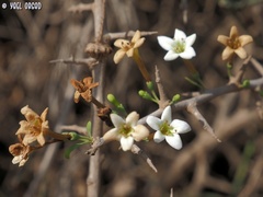 Lycium schweinfurthii