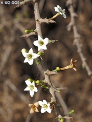 Lycium schweinfurthii