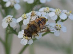 Eristalis tenax