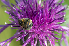 Anthophora bimaculata