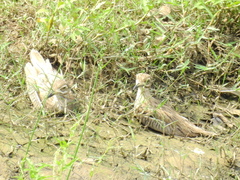 Burhinus vermiculatus