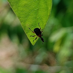 Paracycnotrachelus collaris