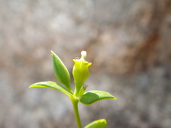 Euphorbia kraussiana