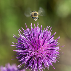 Anthophora bimaculata