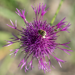 Anthophora bimaculata