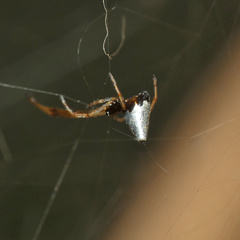 Argyrodes argyrodes