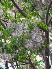 Melia azedarach