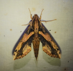 Xylophanes ceratomioides