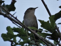 Troglodytes aedon aedon