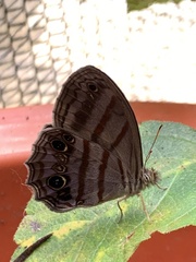 Magneuptychia