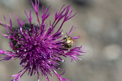 Anthophora bimaculata