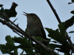 Troglodytes aedon aedon