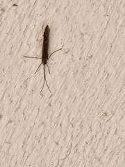 Glyphopsyche irrorata
