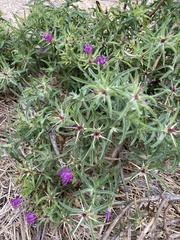 Centaurea calcitrapa