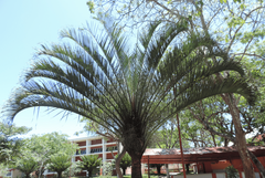 Dypsis decaryi