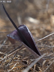 Biarum angustatum