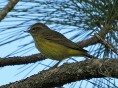 Setophaga palmarum hypochrysea