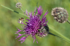 Anthophora bimaculata