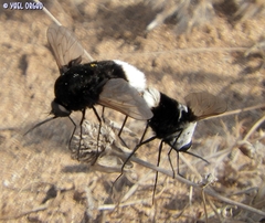 Bombyliini