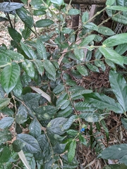 Lasianthus
